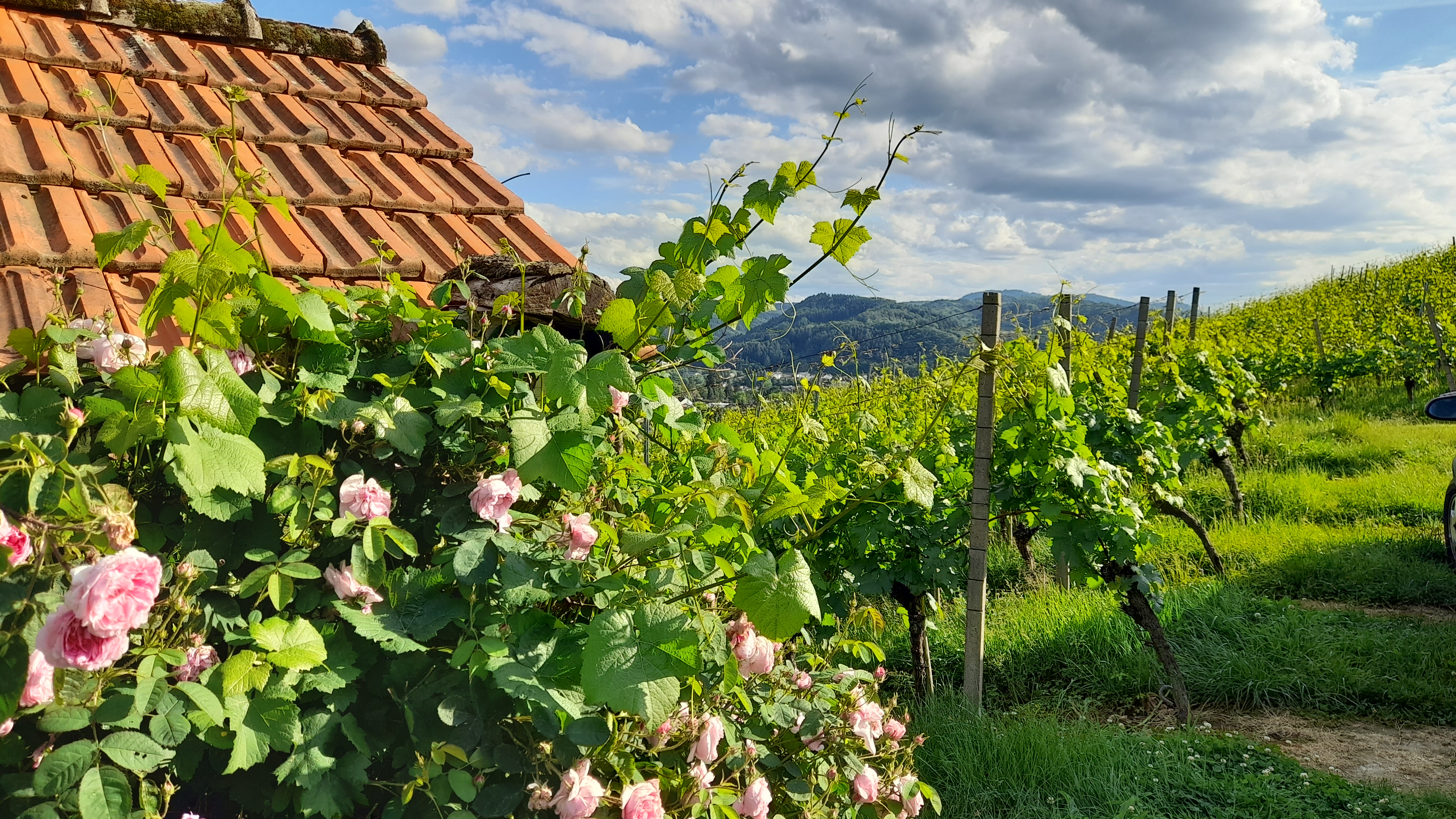 Offene Weinproben / Weinbergspaziergang