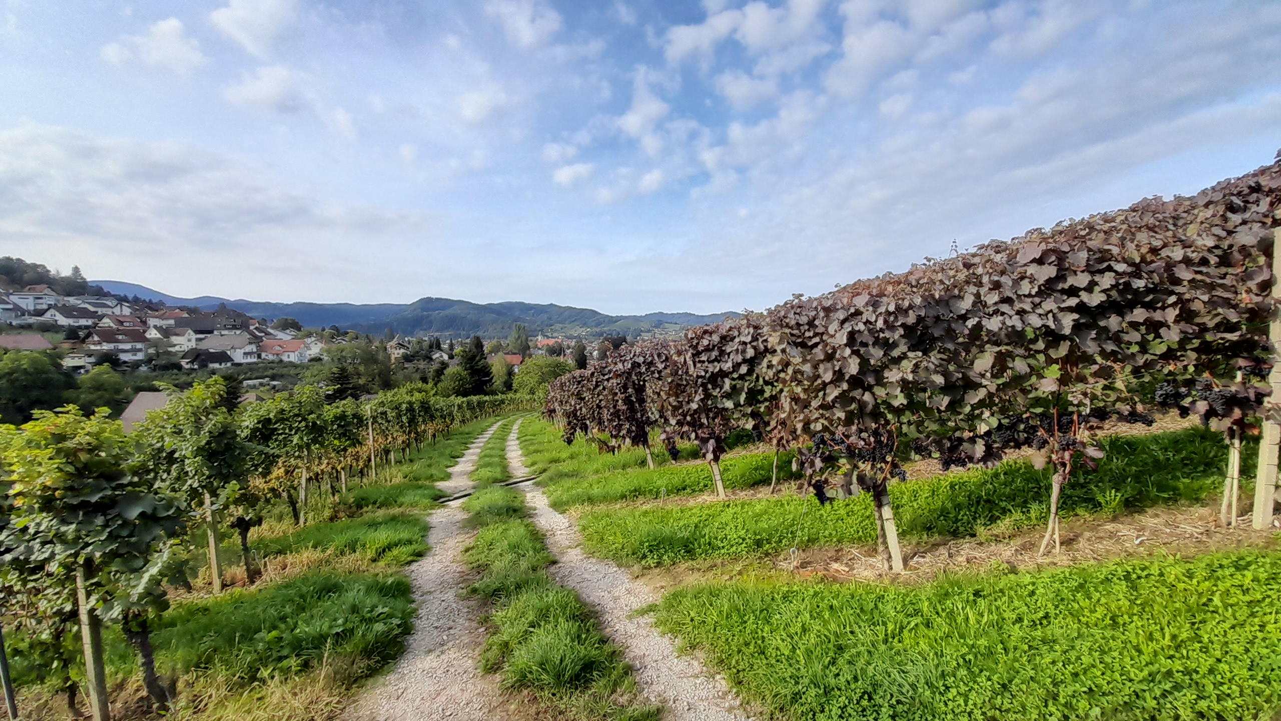 Offene Weinproben / Weinbergspaziergang